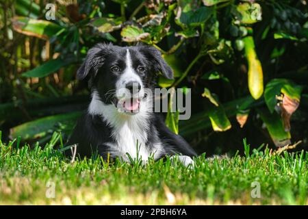 Das schwarz-weiße Collie Hündchen liegt auf dem Gras im Park. Stockfoto