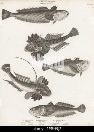 Greater Weever, Trachinus draco 1,2, Atlantischer Sterngucker, Uranoscopus scaber 3 und gemeiner Drachenbaum, Callionymus lyra 4,5. Kupferplatten-Gravur von Thomas Milton aus Abraham Rees' Cyclopedia oder Universal Dictionary of Arts, Sciences and Literature, Longman, Hurst, Rees, Orme und Brown, Paternoster Row, London, 1. Juli 1811. Stockfoto