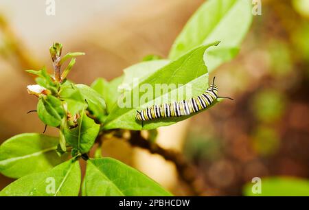 Nahaufnahme einer Monarch Catepillar, die Milchkraut isst Stockfoto