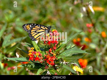 Nahaufnahme eines Monarch-Schmetterlings, der Pollen von einer Blume bekommt Stockfoto