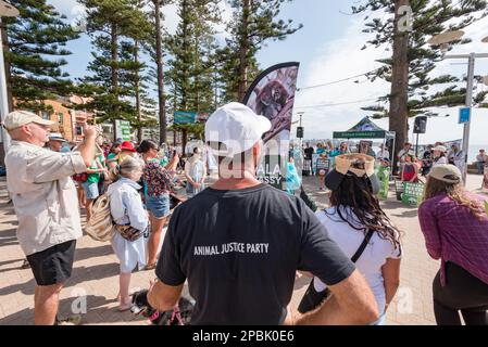 Leute, die am 12. 2023. März an einem Save the Koalas Protesttreffen in Manly Beach in New South Wales, Australien, teilnehmen Stockfoto