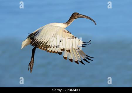 Ein afrikanischer heiliger Ibis (Threskiornis aethiopicus) im Flug mit offenen Flügeln, Südafrika Stockfoto