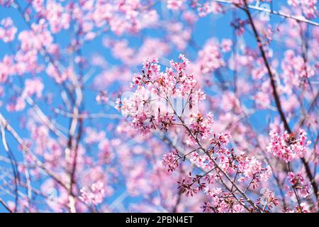 Rosafarbene Blüte mit blauem Himmelshintergrund. Zweige der wilden Himalaya-Kirsche (Prunus cerasoides) mit leuchtend rosa Kirschblüten auf ihren Zweigen auf Blüten Stockfoto