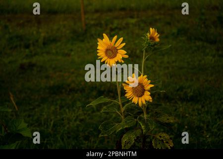 Morgens blühen Sonnenblumen vor der Tür. Die Umgebung ist mit sanftem Licht bedeckt. Stockfoto
