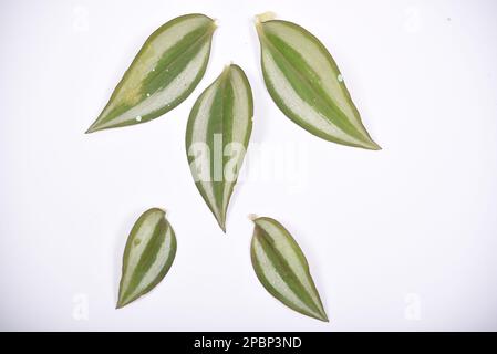 Tradescantia zebrina auf isoliertem weissen Hintergrund Stockfoto