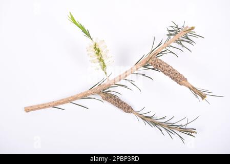 Weiße purpurpurrote Flaschenbürste Blätter und Blüten auf einem isolierten weißen Hintergrund Stockfoto