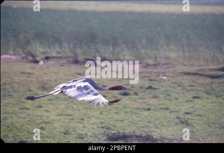 Der Saruskran (Grus antigone) ist ein großer nicht wandernder Kran, der in Teilen des indischen Subkontinents, Südostasiens und Australiens zu finden ist. Indischer Sarus. Der indische Staat Uttar Pradesh hat den Saruskran zu seinem offiziellen Staatsvogel erklärt. Stockfoto