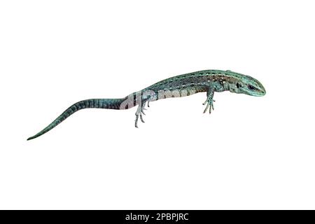 Eine kleine Eidechse in seinen Händen am Gras, isoliert auf weißem Hintergrund. Wildes Reptil, Nahaufnahme durch den Menschen Stockfoto