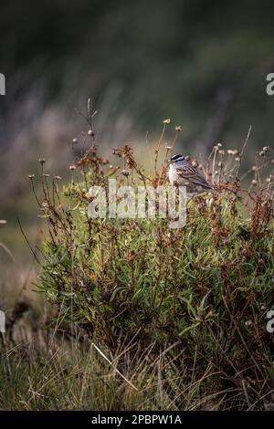 Ein Vogel, der den Sonnenaufgang am Glass Beach in Fort Bragg, CA, genießt Stockfoto