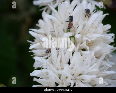 Gruppe roter Zwerg Honigbiene auf Robusta-Kaffeeblüte auf Baumpflanze mit grünem Blatt mit schwarzer Hintergrundfarbe Stockfoto