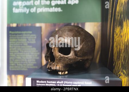 Nahaufnahme eines modernen menschlichen Schädels in Wollaton Hall, Großbritannien, Homo sapiens Fossil. Hochwertiges Foto Stockfoto