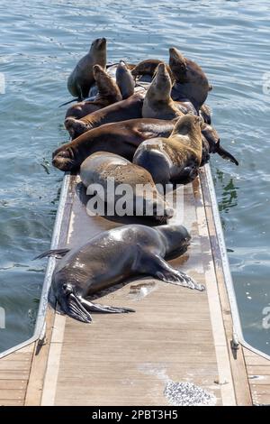 Seelöwen, die sich am 4. 2023. Februar an den Docks in Marina del Ray California sonnen Stockfoto