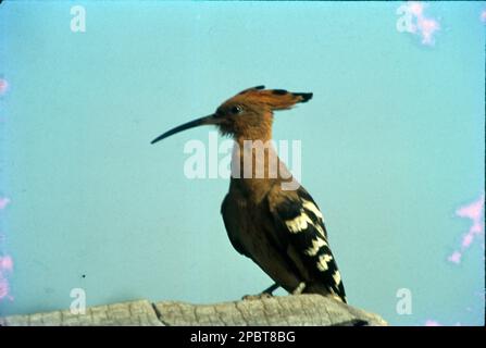 Die Königsfischer sind eine Familie, die Alcedinidae, von kleinen bis mittelgroßen, bunten Vögeln der Ordnung Coraciformes. Sie haben eine kosmopolitische Verteilung, wobei die meisten Arten in den tropischen Regionen Afrikas, Asiens und Ozeaniens, aber auch in Europa zu finden sind. Dieser Spatzenvogel hat das typische Kurzschwanzprofil, das aus großen Königsfischen besteht; er hat blaue Oberteile, orangefarbene Unterteile und einen langen Schirm. Vögel in drei Familien (Alcedinidae, Halcyonidae und Cerylidae). Stockfoto