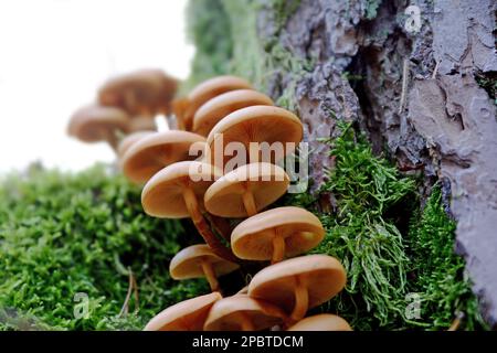 Sammlung von kleinen gelben Glimmer - sparrow Pilz auf einem Baumstumpf mit Moos Stockfoto