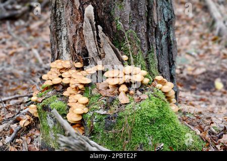 Sammlung von kleinen gelben Glimmer - sparrow Pilz auf einem Baumstumpf mit Moos Stockfoto