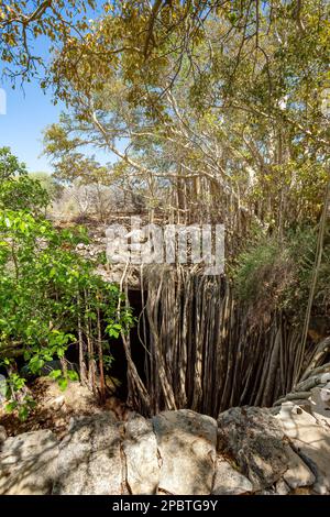 Riesige banyan-Feige am Sinkhole, deren Wurzeln wachsen und einen kleinen Wald und eine atemberaubende natürliche Landschaft bilden. Tsimanampetsotsa-Nationalpark. Mada Stockfoto