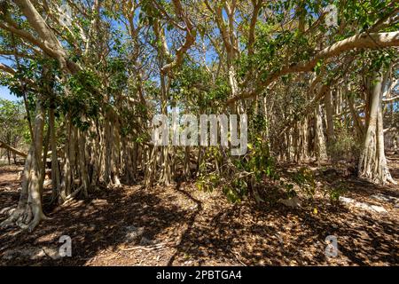 Der riesige banyan-Feigenwald mit seinen Wurzeln wächst und bildet einen kleinen Wald und eine atemberaubende natürliche Landschaft. Tsimanampetsotsa-Nationalpark. Madagas Stockfoto