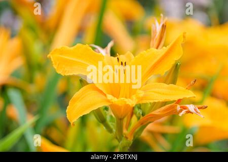 Hemerocallis Burning Daylight, Daylily Burning Daylight, intensive orange-gelbe, trompetenförmige Blumen Stockfoto