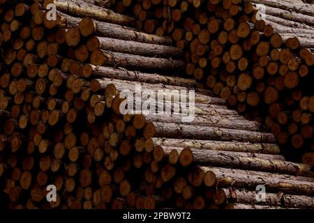 Holz auf dem Bauernhof in Wisconsin. Stockfoto