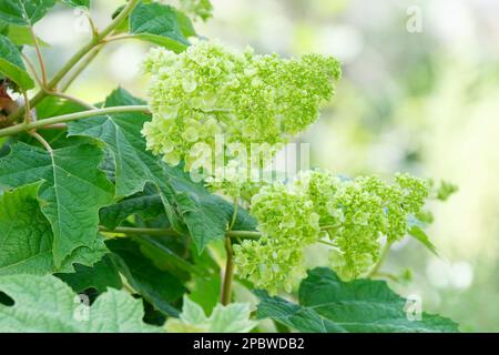 Hortensien Querzifolia Harmony, Eichenblättrige Hortensien Harmony, Milchstrauch, Lappen, Zahnblätter drehen sich, Konische Panikel doppelter, weißer Blumen Stockfoto