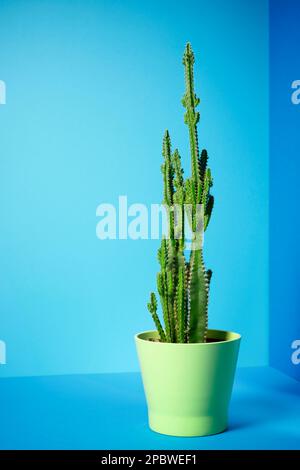 Dekorativer Kaktus für die Inneneinrichtung auf einem blauen Tisch. Stockfoto
