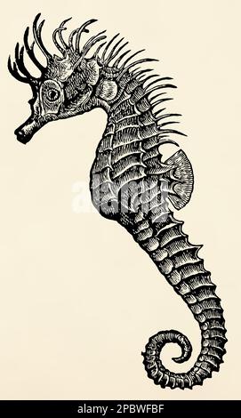 Der Fisch - Kurzschnäuziges Seepferdchen (Hippocampus hippocampus). Antike stilisierte Illustration. Stockfoto