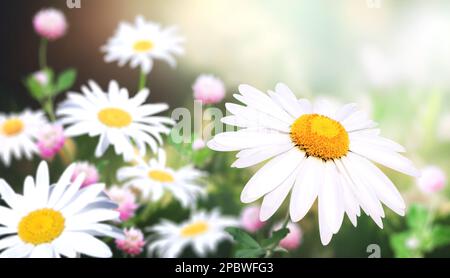 Wilde Kamillenblüten auf einer Wiese im sonnigen Frühlingshintergrund. Sommerszene mit Kamillenblüten in Sonnenstrahlen. Nahaufnahme oder Makro. A p Stockfoto