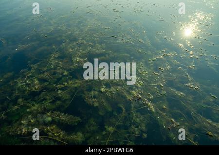 Hydria oder Wasserthymian. Hydrilla verticillata. Invasive Arten im Süßwassersee. Wasserkraut. Hydridrien, die aquatische Ökosysteme stören. Unter Wasser Stockfoto