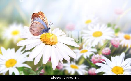 Wilde Kamillenblüten auf einer Wiese im sonnigen Frühlingshintergrund. Sommerszene mit Schmetterling- und Kamillenblüten in Sonnenstrahlen. Nahaufnahme Stockfoto