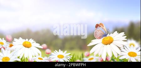 Wilde Kamillenblüten auf einer Wiese im sonnigen Frühlingshintergrund. Sommerszene mit Schmetterling- und Kamillenblüten in Sonnenstrahlen. Nahaufnahme Stockfoto