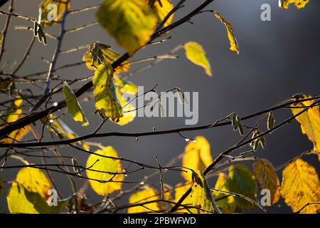 Die wunderschönen hinterleuchteten Zweige und das leuchtend gelbe Herbstlaub eines Haselbaums. Corylus avellana Herbstfarben Hintergrund mit Kopierbereich. Stockfoto