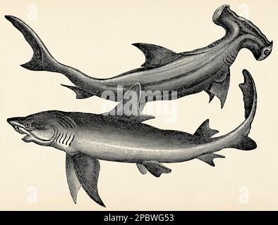 Die Fische - glatter Hammerhai (Sphyrna zygaena) und Blauhai (Carcharias glaucus). Antike stilisierte Illustration. Stockfoto