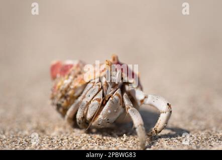 Einsiedlerkrebse am Strand in Ägypten Stockfoto