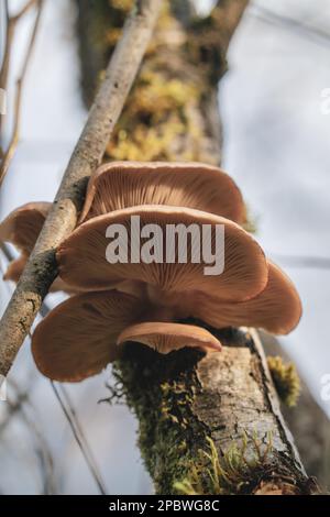 Wildpilze Wachsen Auf Dem Baum Stockfoto