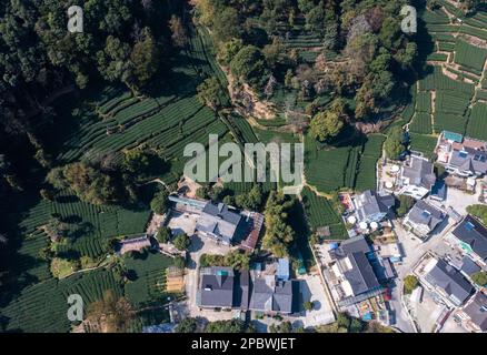 Hangzhou. 13. März 2023. Dieses Luftfoto wurde am 13. März 2023 aufgenommen und zeigt Teegärten im Dorf Meijiawu in Hangzhou, der Provinz Zhejiang in Ostchina. Longjing Tea, auch bekannt als West Lake Dragon Well Tea, zeichnet sich durch seine grüne Farbe, das zarte Aroma, den milden Geschmack und die wunderschöne Form aus. Die Bauern in Hangzhou beginnen nun mit der Ernte von Longjing-Teeblättern vor dem Qingming-Festival, um den Mingqian-Tee (was „Pre-Qingming“ bedeutet) herzustellen, der aus den ersten Teesprossen im Frühjahr hergestellt wird und als qualitativ hochwertig gilt. Kredit: Xu Yu/Xinhua/Alamy Live News Stockfoto