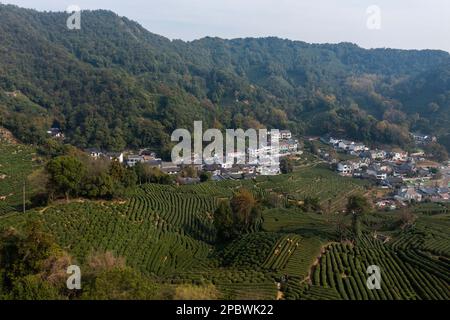 Hangzhou. 13. März 2023. Dieses Luftfoto wurde am 13. März 2023 aufgenommen und zeigt Teeberge im Dorf Longjing in Hangzhou, der Provinz Zhejiang in Ostchina. Longjing Tea, auch bekannt als West Lake Dragon Well Tea, zeichnet sich durch seine grüne Farbe, das zarte Aroma, den milden Geschmack und die wunderschöne Form aus. Die Bauern in Hangzhou beginnen nun mit der Ernte von Longjing-Teeblättern vor dem Qingming-Festival, um den Mingqian-Tee (was „Pre-Qingming“ bedeutet) herzustellen, der aus den ersten Teesprossen im Frühjahr hergestellt wird und als qualitativ hochwertig gilt. Kredit: Xu Yu/Xinhua/Alamy Live News Stockfoto