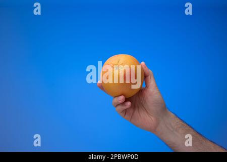 Reife ganze Grapefruit, die von einem männlichen Weißen in der Hand gehalten wird. Nahaufnahme des Studios, isoliert auf blauem Hintergrund. Stockfoto