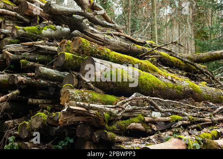 Gestapelte moosbedeckte Baumstämme im Wald. Protokollierung der geplanten forstwirtschaftlichen Wartung. Stockfoto