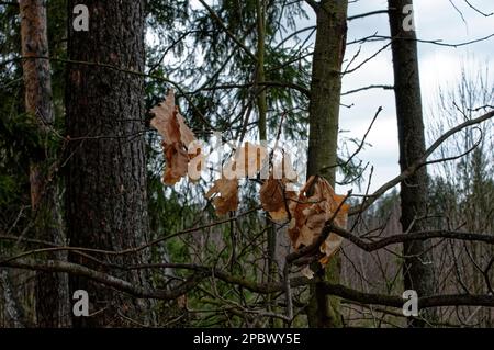 Die Eichenblätter des letzten Jahres auf einem Ast, im Frühling Stockfoto