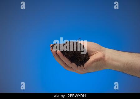 Ein Haufen dunkler, schwarzer Erde, der von einem männlichen Weißen gehalten wird. Nahaufnahme des Studios, isoliert auf blauem Hintergrund. Stockfoto