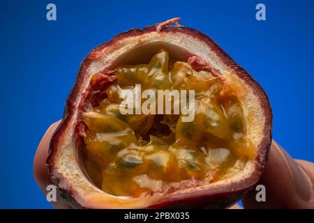 Rohe, halbierte Maracuya oder Passionsfrüchte, die von männlichen Weißen in der Hand gehalten werden. Nahaufnahme des Studios, isoliert auf blauem Hintergrund. Stockfoto