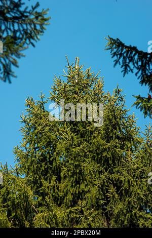 Großer grüner Kiefernbaum in einem Wald. Kleiner Winkel, blauer Himmel im Hintergrund, keine Menschen. Stockfoto