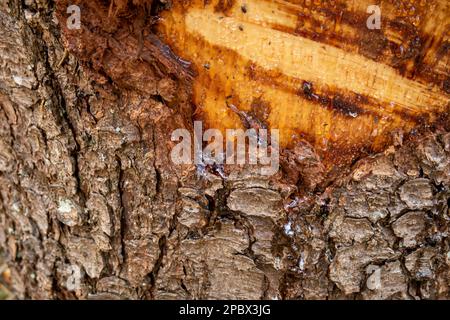baumrindenharzsaft aus der Stammwunde. Nahaufnahme, keine Leute. Stockfoto