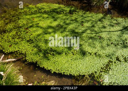 Grünes Entenkraut schwimmt auf der Wasseroberfläche eines Teiches in einem Wald. Tagsüber, sonnig, keine Menschen. Stockfoto