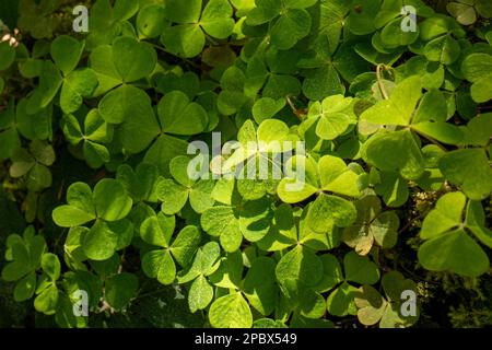 Frisches grünes Kleeblatt auf einem Waldboden. Nahaufnahme, Draufsicht, sonniger Tag, keine Menschen. Stockfoto