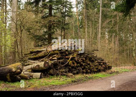 Ein Stapel gestapelter Baumstämme in einem Wald. Die Forstwirtschaft arbeitet, keine Menschen Stockfoto