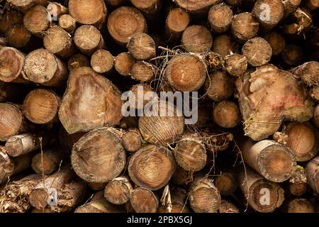 Ein Stapel gestapelter Baumstämme in einem Wald. Forstarbeiten, Vorderansicht, keine Menschen. Stockfoto