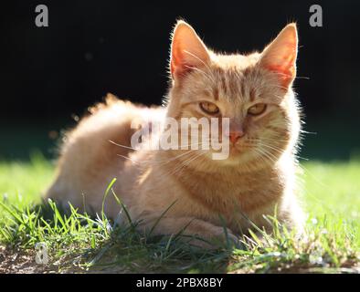 Schöne rostige Katze im Garten. Felis sivestris catus. Stockfoto