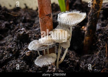 Winzige weiße Kappenpilze wachsen in der Nähe von Holzzweigen im Boden. Nahaufnahme, Draufsicht, große Schärfentiefe, niemand. Stockfoto