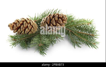 Wunderschöne Tannenbäume mit Pinienzapfen auf weißem Hintergrund Stockfoto